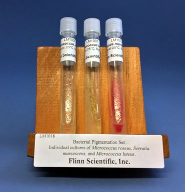 Bacterial Pigmentation Set