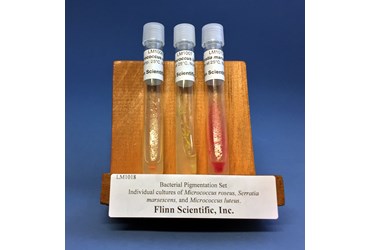 Bacterial Pigmentation Set