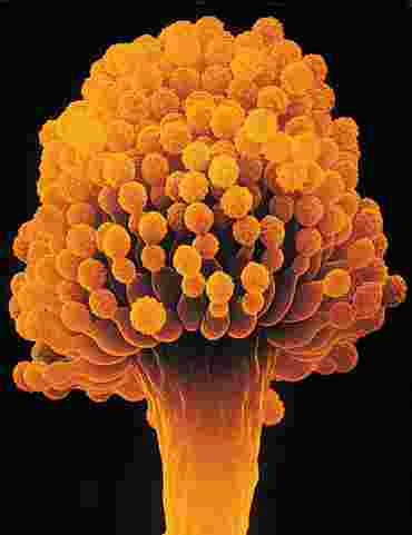 Aspergillus niger Fungus Culture for Microbiology Studies