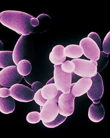 Saccharomyces cerevisiae Fungus Culture for Microbiology Studies