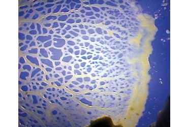 Physarum polycephalum sclerotia - Slime Mold Culture for Microbiology Studies