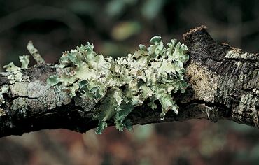 Lichen Set for Biology and Life Science