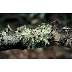 Lichen Set for Biology and Life Science