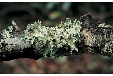 Lichen Set for Biology and Life Science