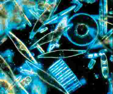 Live Diatoms Culture for Biology and Life Science, Class Size of 30