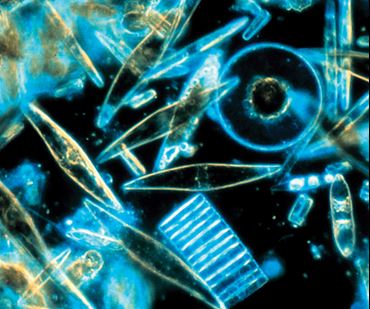 Live Diatoms Culture for Biology and Life Science, Class Size of 30