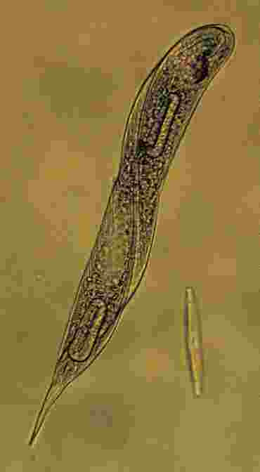 Euglena, Class of 30