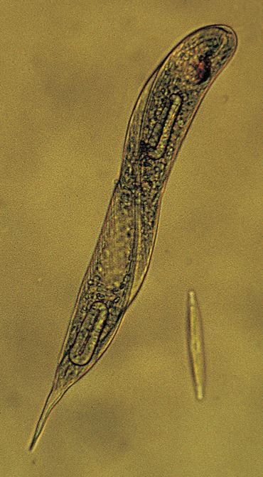 Euglena, Class of 30