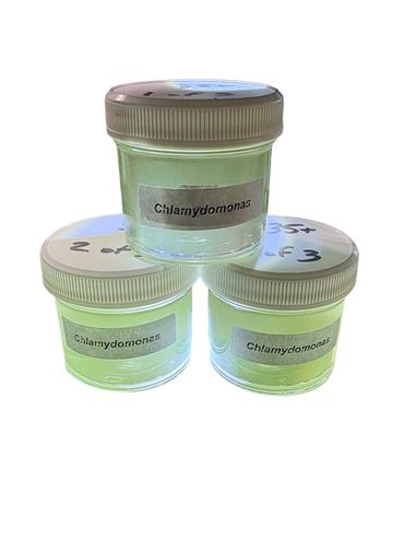 Chlamydomonas, Class of 30