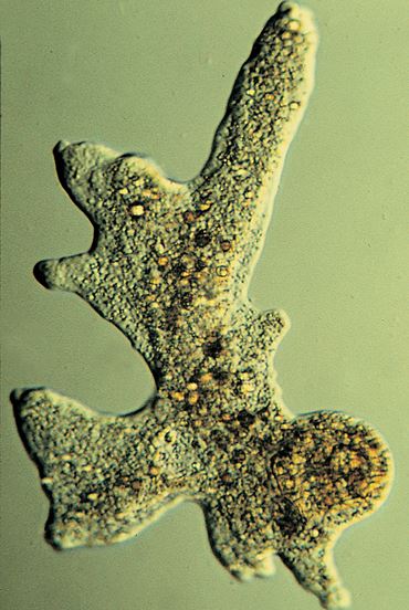 Amoeba proteus, Class of 30