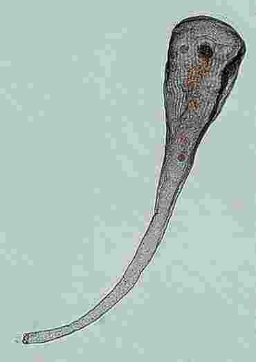 Paramecium caudatum, Class of 30