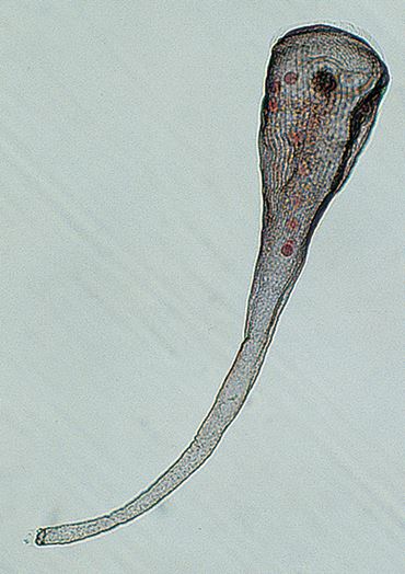 Stentor, Class of 30