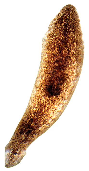 Brown Planaria Culture, Class of 30