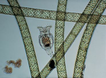 Mixed Rotifers Culture, Class of 30