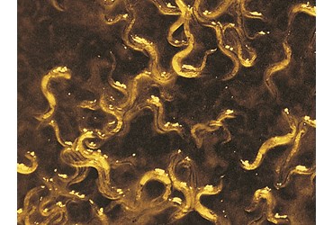 Vinegar Eels (Turbatrix aceti) Nematodes, Class of 30