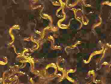 Vinegar Eels (Turbatrix aceti) Nematodes, Class of 30