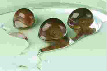 Pond Snails