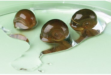 Pond Snails