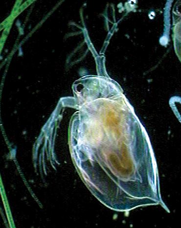Daphnia Culture, Class of 30
