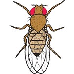Drosophila, Wild-Type