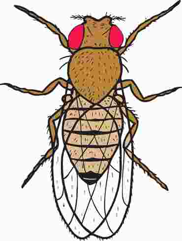 Drosophila, Wild-Type