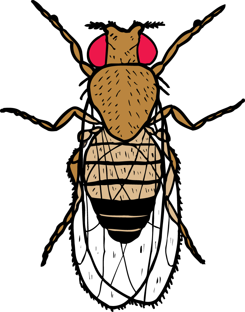 Drosophila, Fruit Flies, for Biology and Life Science