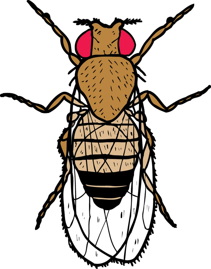 clipart fruit flies