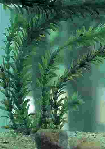 Live Elodea (Anacharis) Aquatic Plant for Biology and Life Science