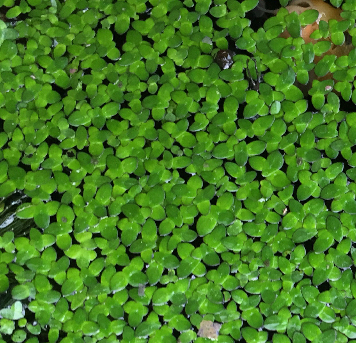 duckweed population lab answers