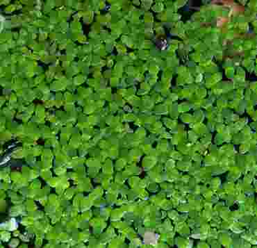 Live Duckweed (Lemna) Aquatic Plant for Biology and Life Science