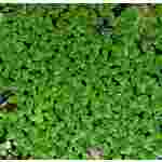 Live Duckweed (Lemna) Aquatic Plant for Biology and Life Science
