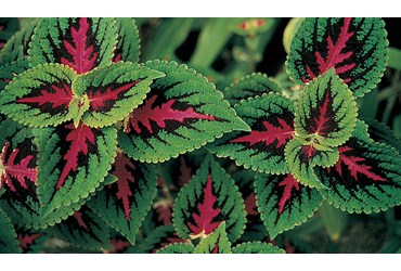 Live Coleus Plant for Biology and Life Science