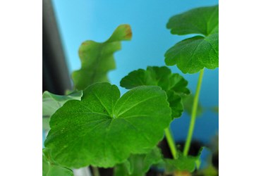 Live Geranium Plant for Biology and Life Science