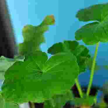 Live Geranium Plant for Biology and Life Science