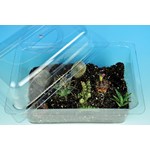 Small Desert Cactus Terrarium Set for Biology and Life Science
