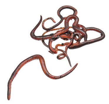 Redworms (Eisenia fetida), Pkg. of 50