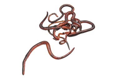 Redworms (Eisenia fetida), Pkg. of 50