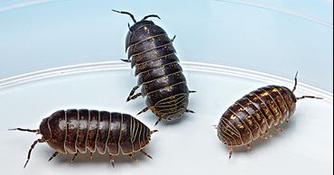 Isopods, Class of 30