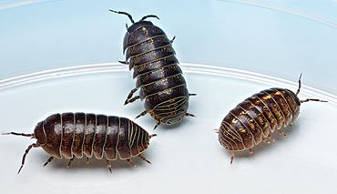 Isopods, Class of 30