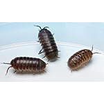 Isopods, Class of 30
