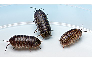 Isopods, Class of 30