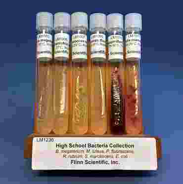 High School Bacteria Collection