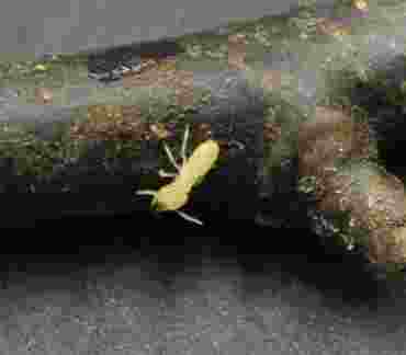 Termites