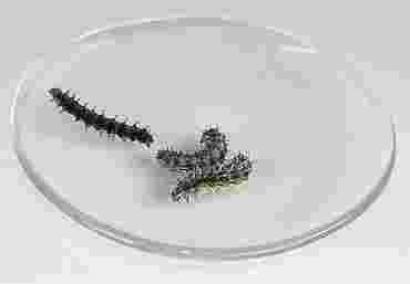 Painted Lady Caterpillars, Pkg. of 5