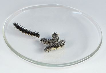 Painted Lady Caterpillars, Pkg. of 5