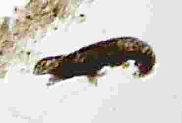 Tardigrades Water Bears