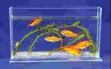 Goldfish