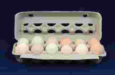 Fertile Chicken Eggs