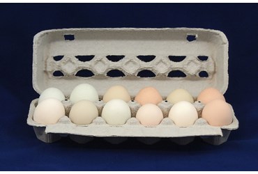 Fertile Chicken Eggs
