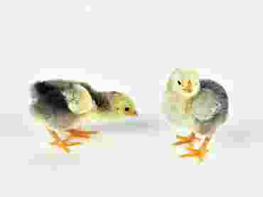 chicken eggs, fertile eggs, hatching eggs